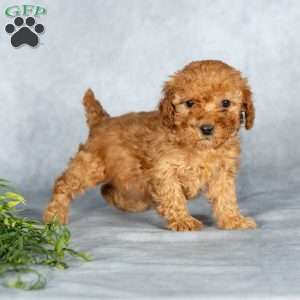 Joy, Miniature Poodle Puppy